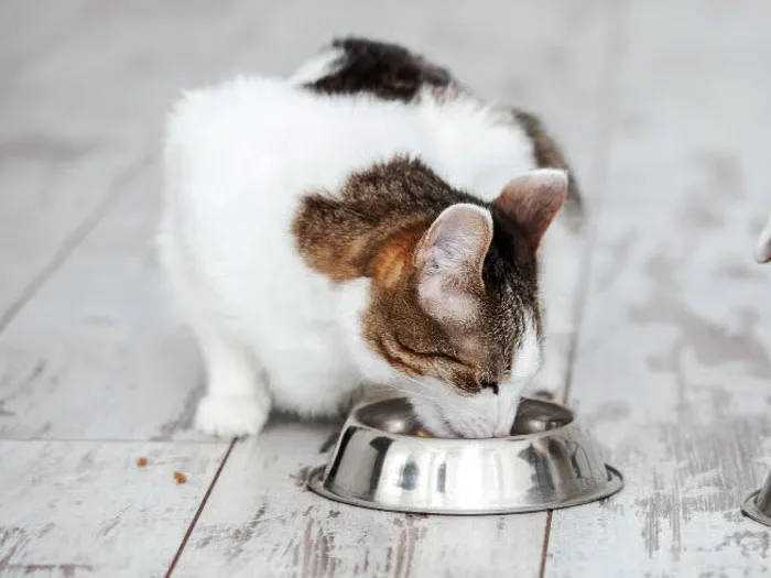 Alimentación para gatos.