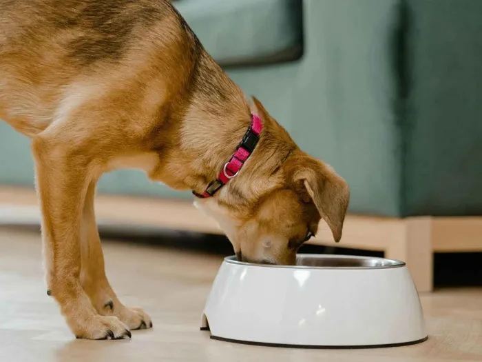 Alimentación para perros.