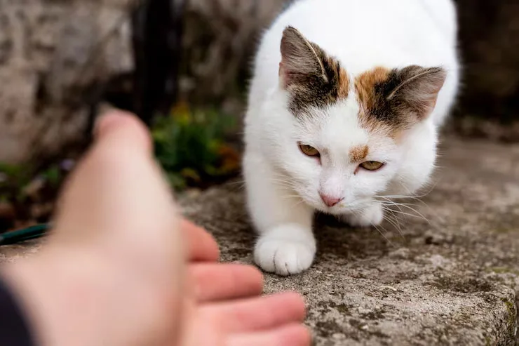 Explorando escondites para encontrar a mi gato.