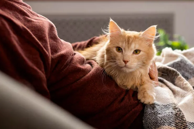 Gato tranquilo compartiendo momentos únicos con su dueño en el hotel