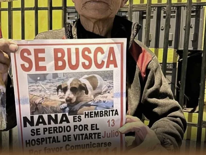 Mascota perdida sin registro.