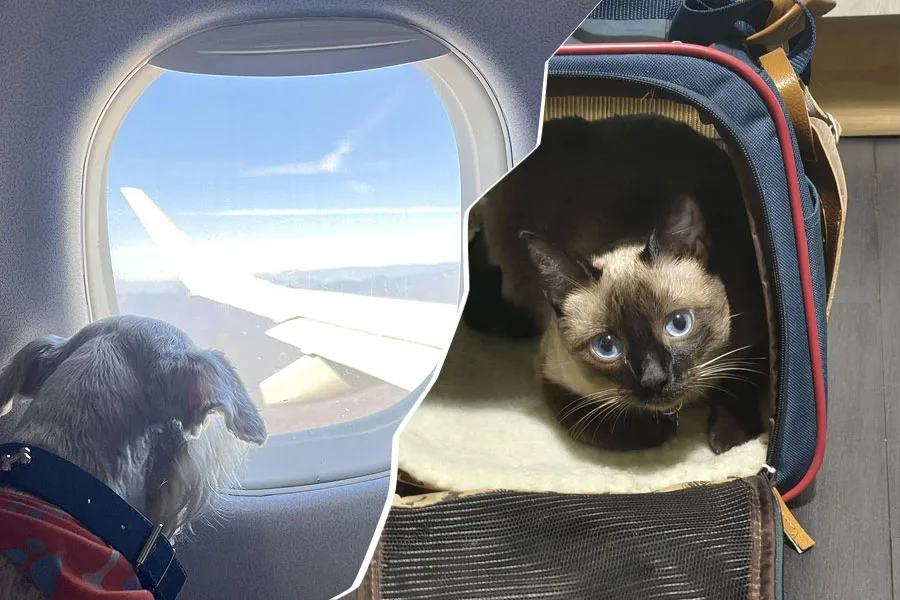 Viajar con mascotas en el avión y el autobús.