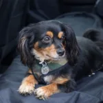 Perro viajando en auto con tarjeta de identificación Pipetbook