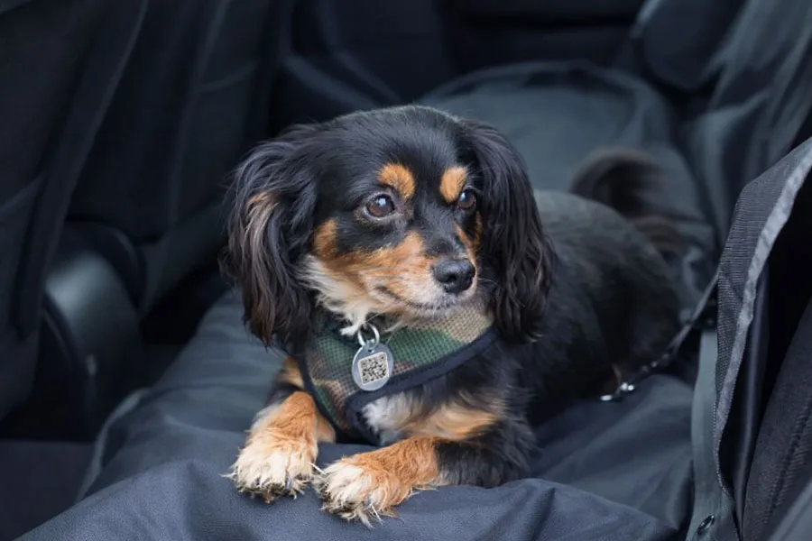 Viajando con mi mascota