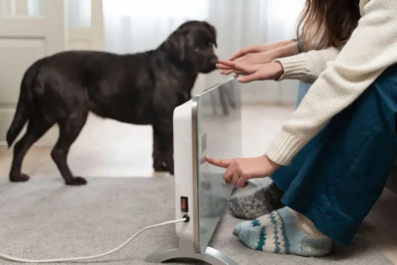 Preparar tu hogar para recibir una mascota. La seguridad para mascotas en el hogar.