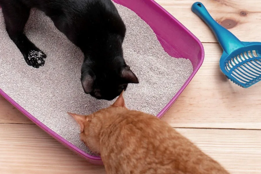 Diferentes tipos de arena para gatos.